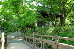 緑陰