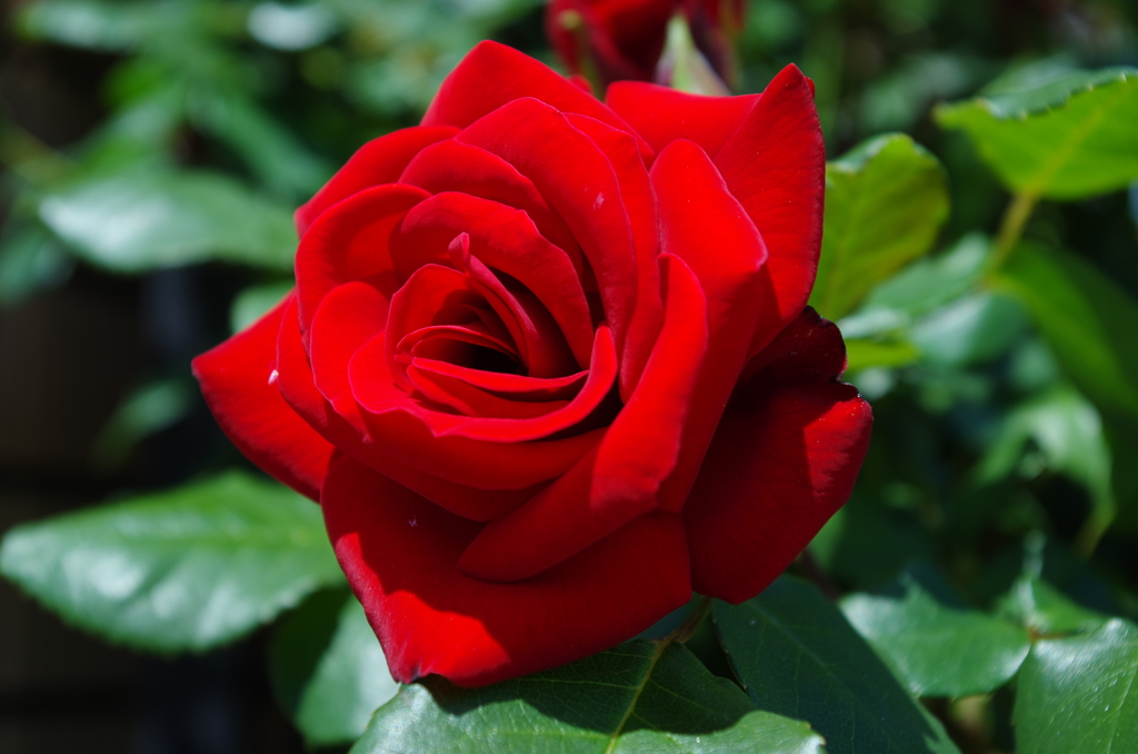 薔薇