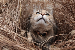 愛猫・たわし５4