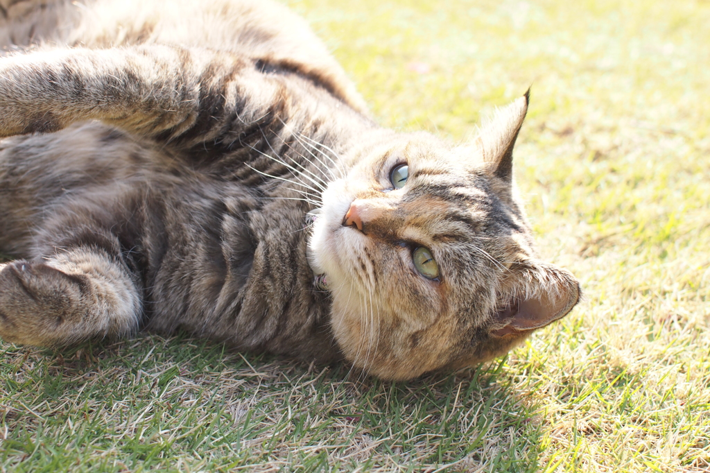 愛猫・たわし６