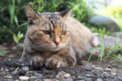 愛猫・たわし３５