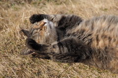 愛猫・たわし４2