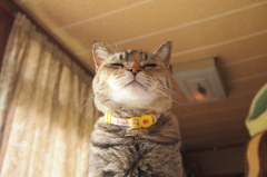  愛猫・たわし３２