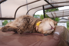  愛猫・たわし２９