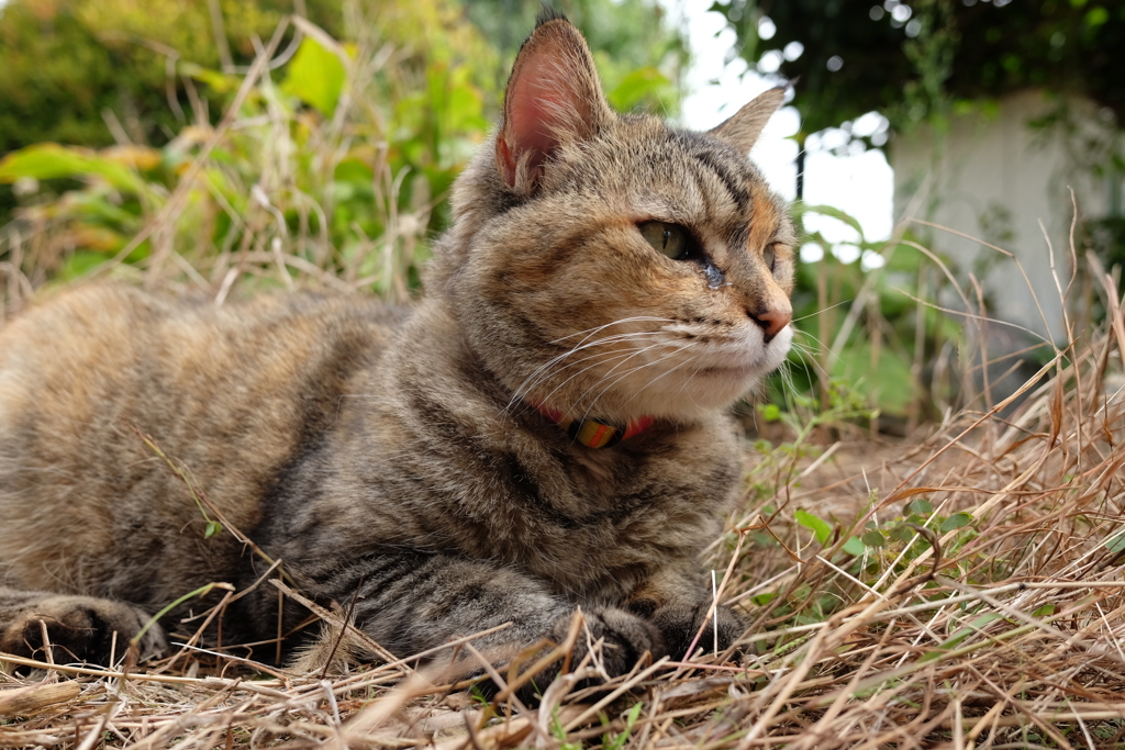 愛猫・たわし５2