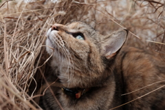 愛猫・たわし５3