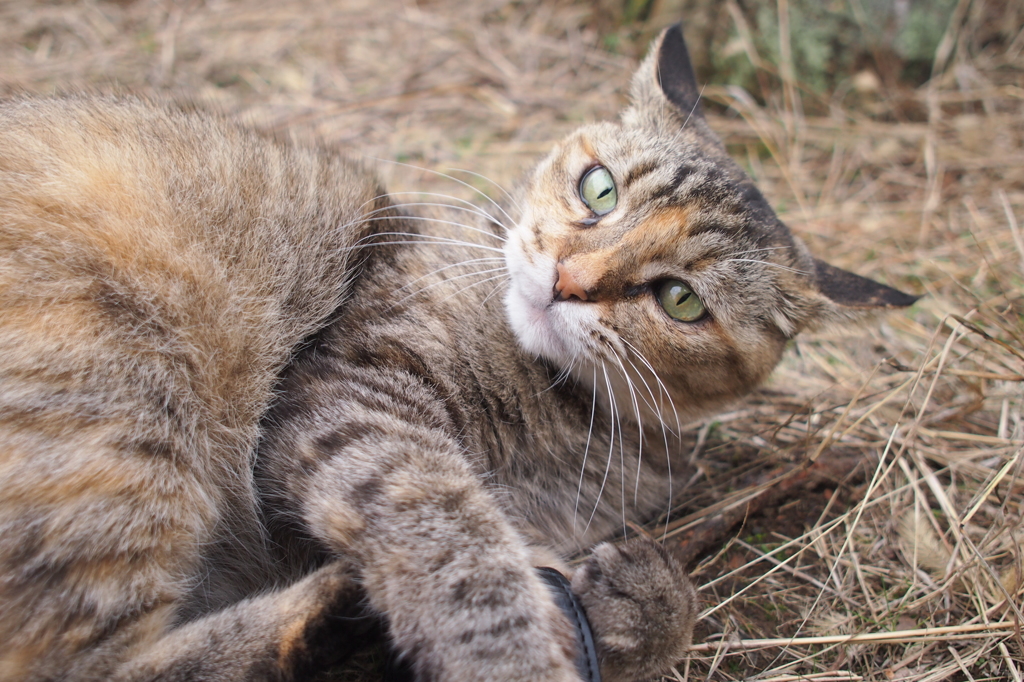 愛猫・たわし３７