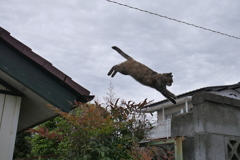 愛猫・たわし２３