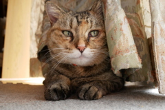 愛猫・たわし４8