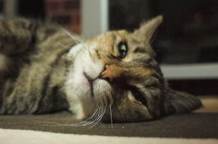  愛猫・たわし３０