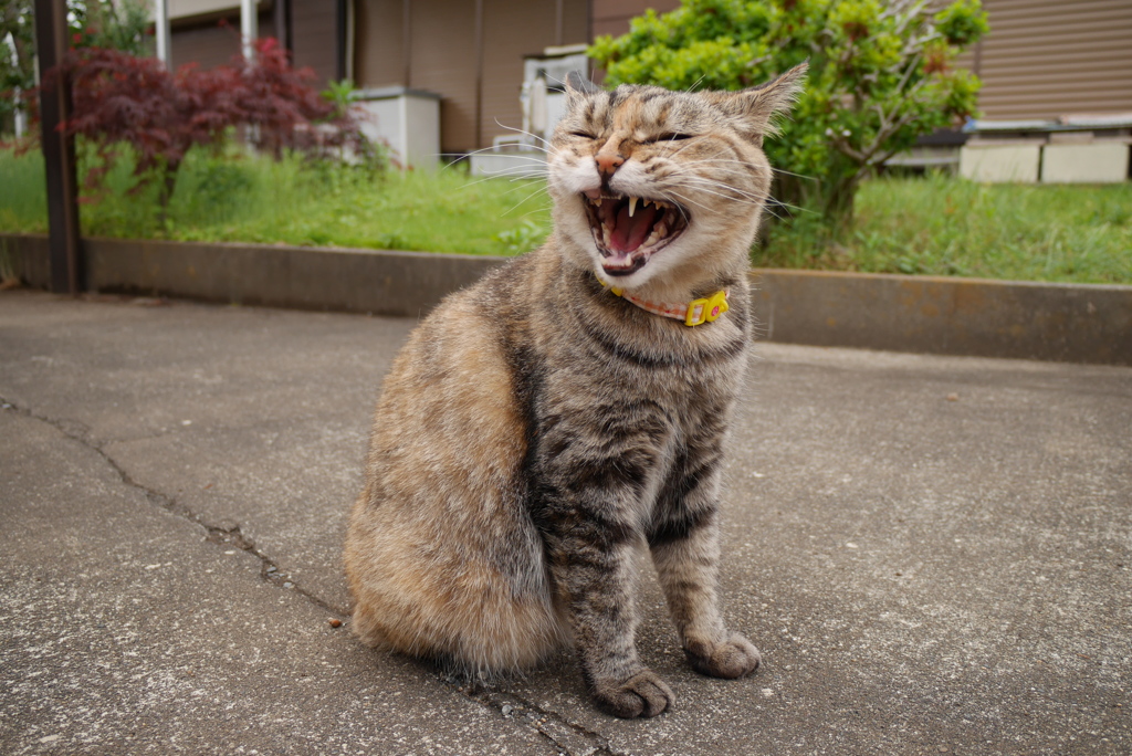  愛猫・たわし２６