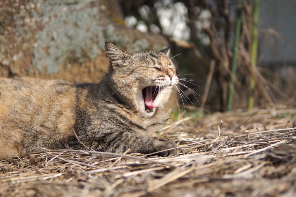 愛猫・たわし４1