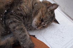 愛猫・たわし８