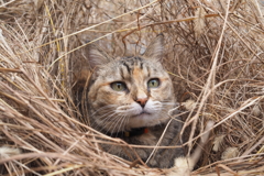 愛猫・たわし５１