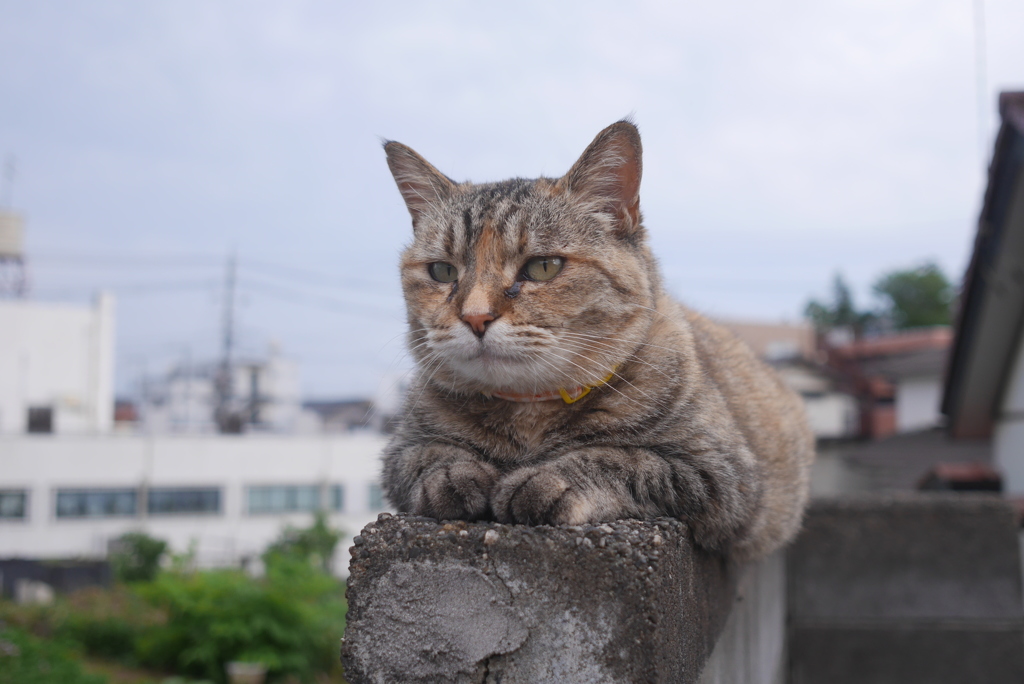  愛猫・たわし３４