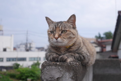  愛猫・たわし３４