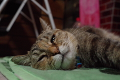 愛猫・たわし４６
