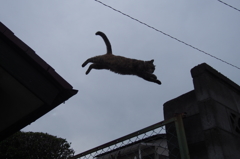  愛猫・たわし３３