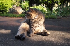 愛猫・たわし１１
