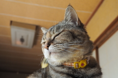  愛猫・たわし２７