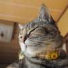  愛猫・たわし２７