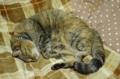 愛猫・たわし４7