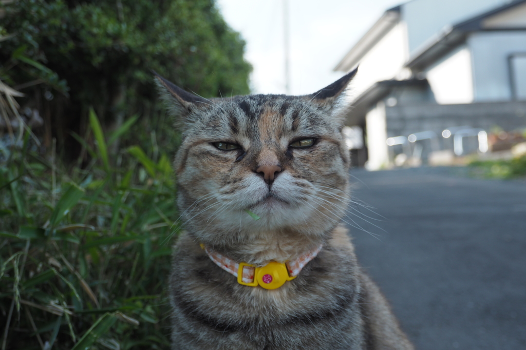  愛猫・たわし２２