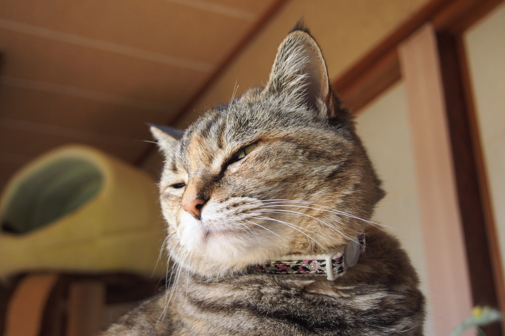 愛猫・たわし３