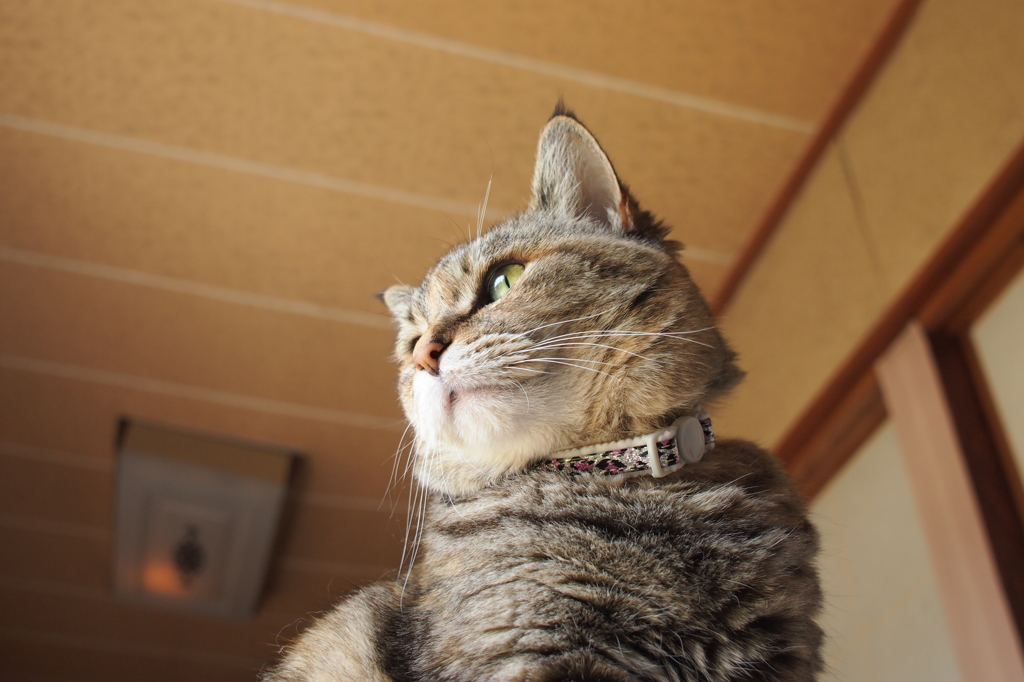 愛猫・たわし２