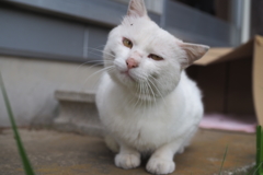 白猫・めい君 3