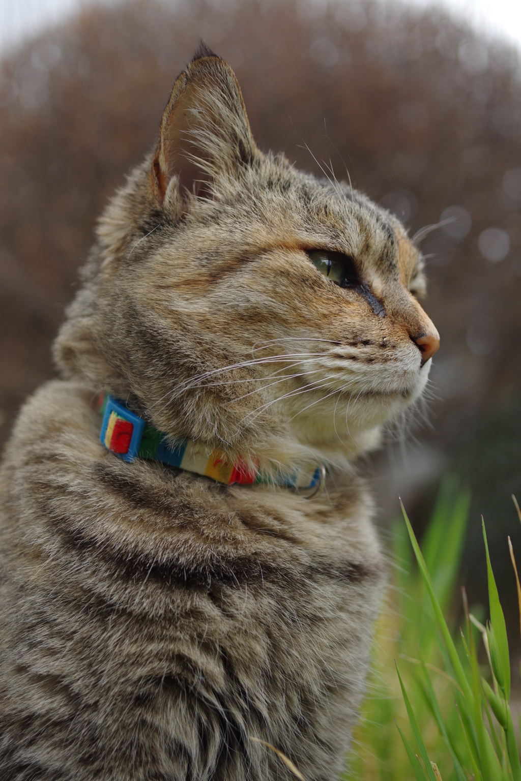 愛猫・たわし４4