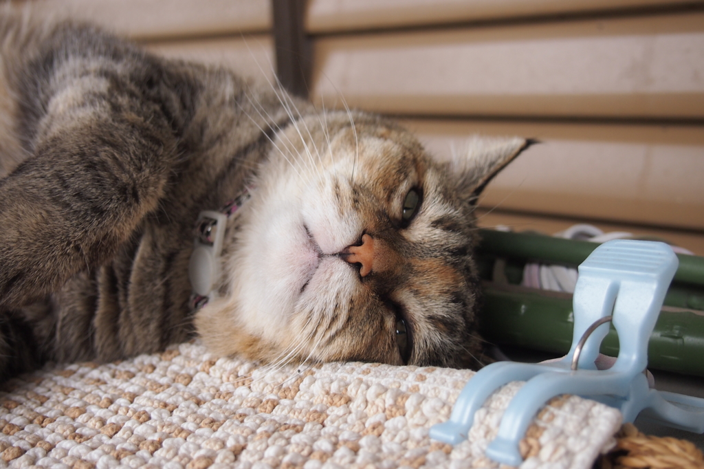 愛猫・たわし１６