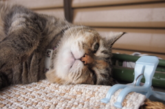 愛猫・たわし１６