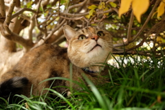 愛猫・たわし５5