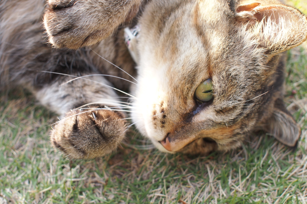 愛猫・たわし５