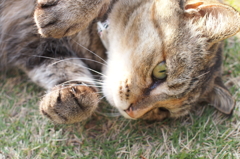 愛猫・たわし５