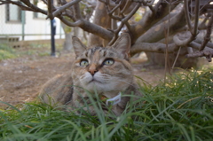 愛猫・たわし１７