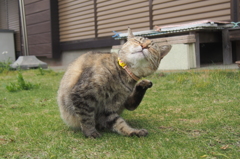  愛猫・たわし３１