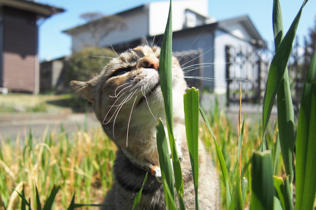 愛猫・たわし２０