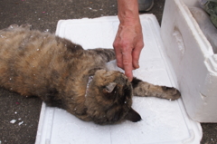 愛猫・たわし９