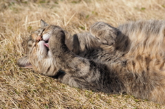愛猫・たわし４3