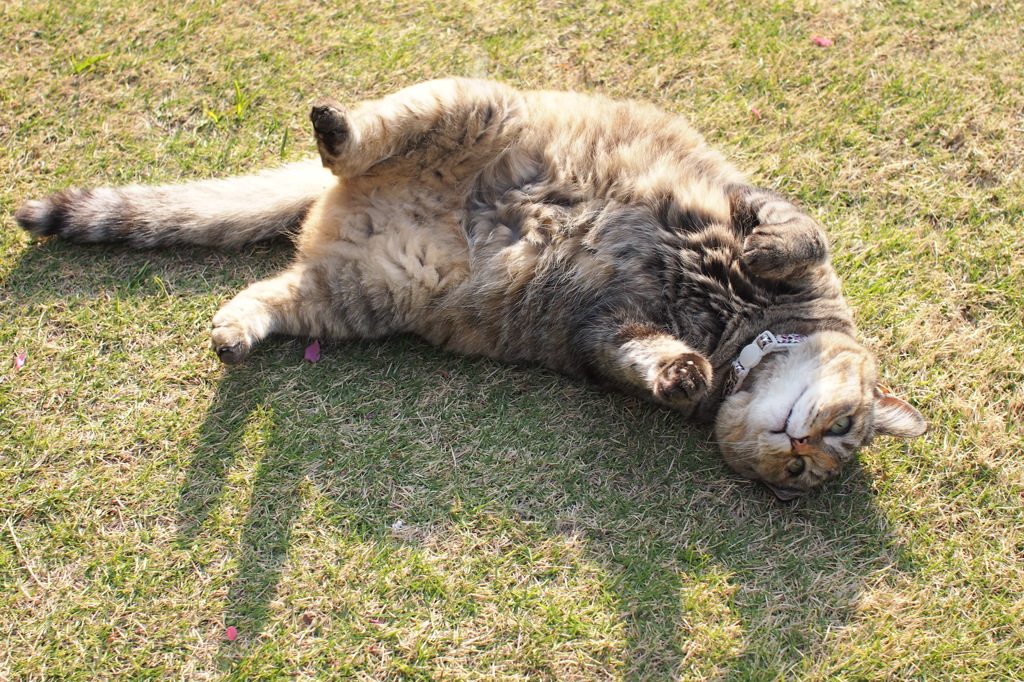 愛猫・たわし４
