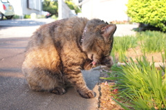 愛猫・たわし１０