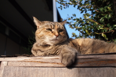 愛猫・たわし１２
