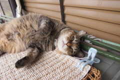 愛猫・たわし１５