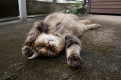 愛猫・たわし４9