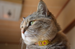 愛猫・たわし１