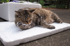 愛猫・たわし７