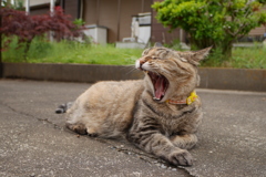  愛猫・たわし２４