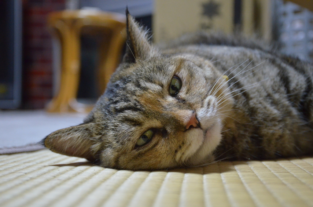  愛猫・たわし１９